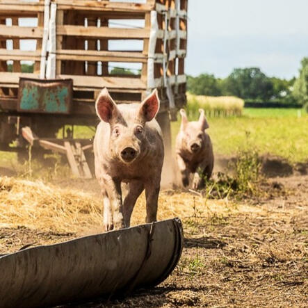 Buiten varkens Boerderijautomaat de bremberg Buiten varkens Boerderijautomaat de bremberg