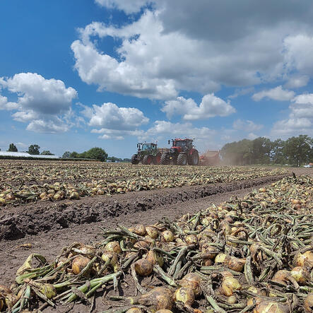 Uien oogst Boerderij de Bremberg